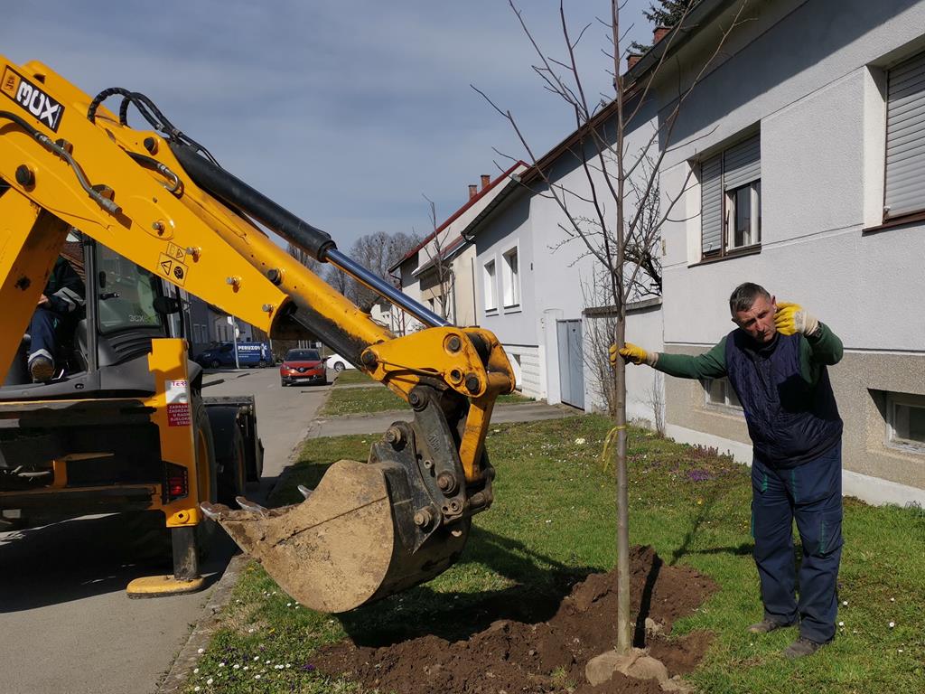 Zasadi stablo, ne budi panj: U nacionalnu kampanju kolektivne sadnje stabala uključili se Komunalac i Grad Požega