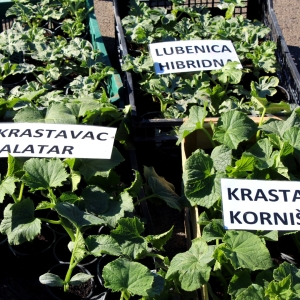 Trznica_PONUDA 14.5.26 (10)